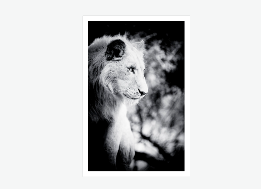 king of the plains - lion wall art print.png