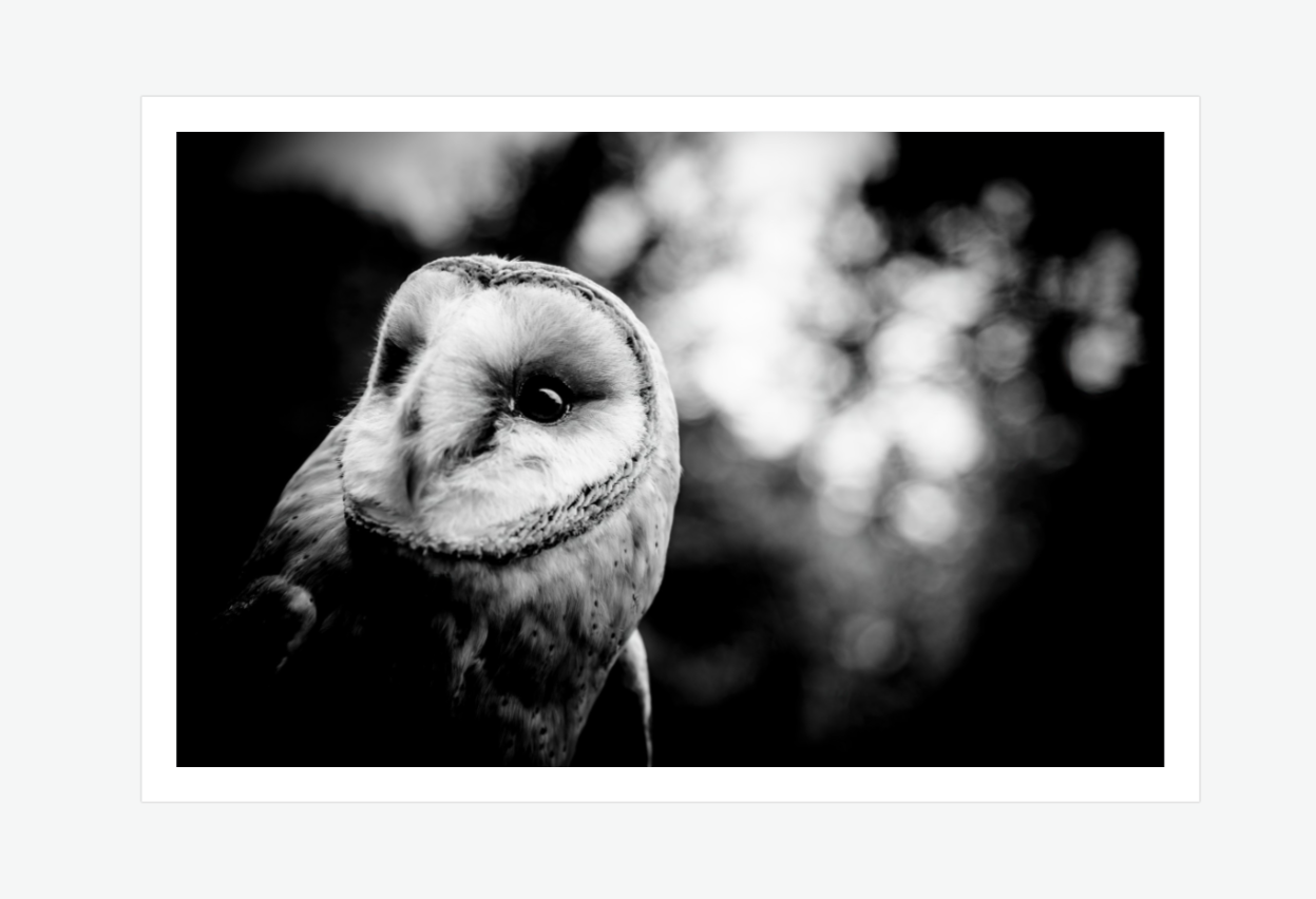 Silver and shadow - barn owl wall art print.png