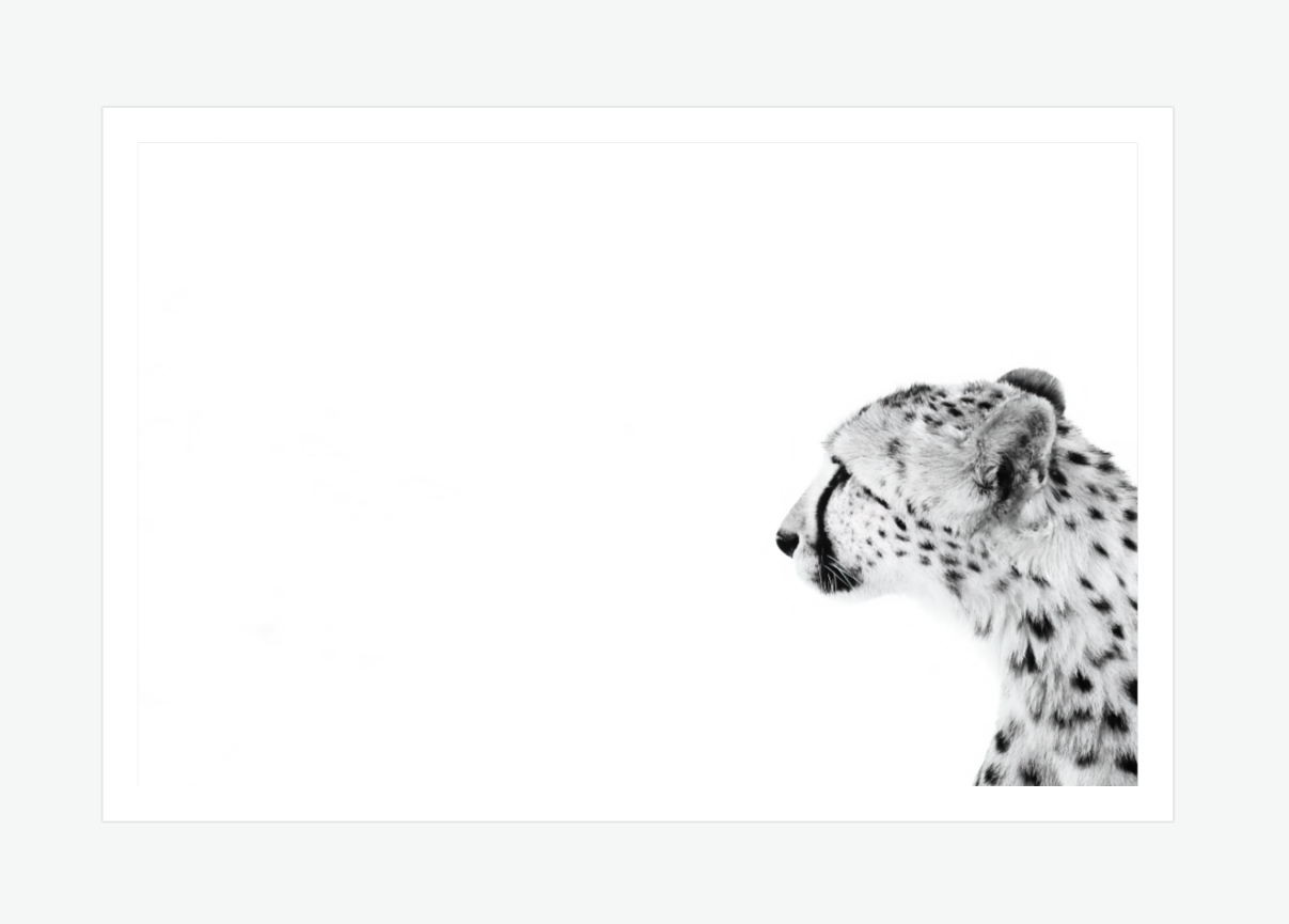 The Pause - Cheetah Wall art print.png
