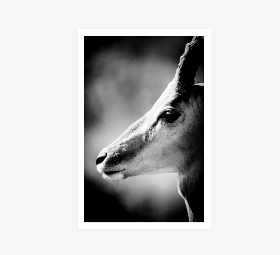 the watchman - wildlife wall art print.png