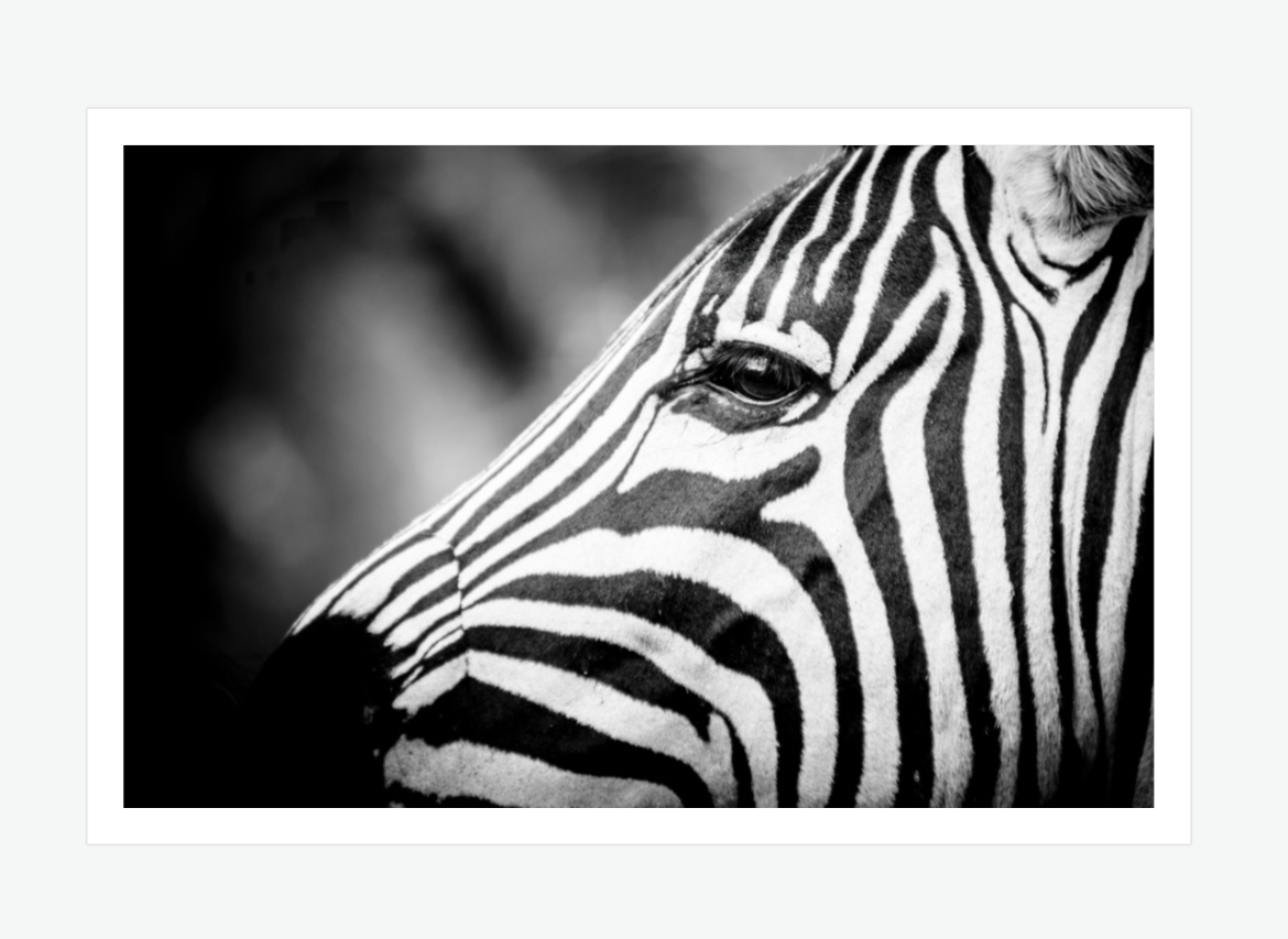 Light & Line - zebra wall art print.png