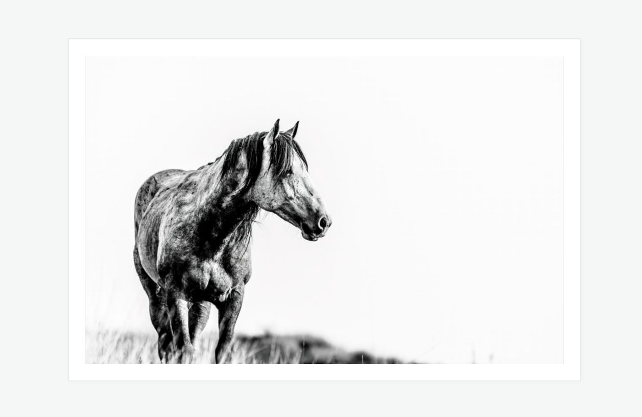 free spirit - wild horse fine art wall print.png