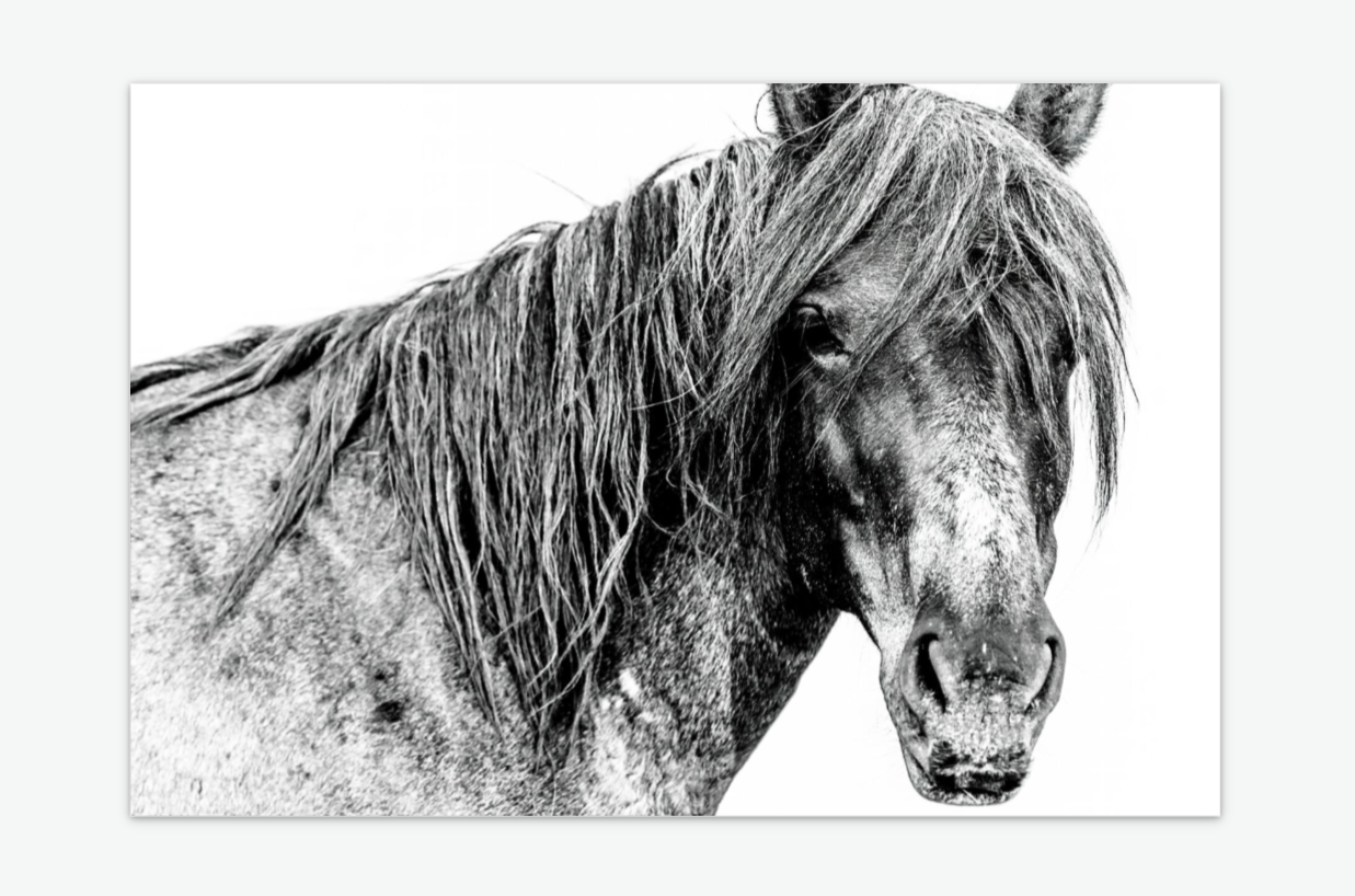 Unwavering Strength - wild horse fine art photography acrylic.png