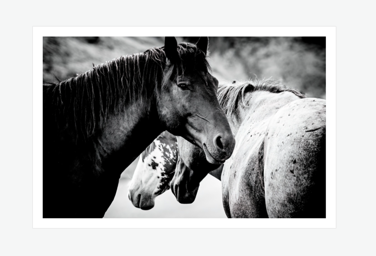 The Protector - Wild Horse wall art print.png