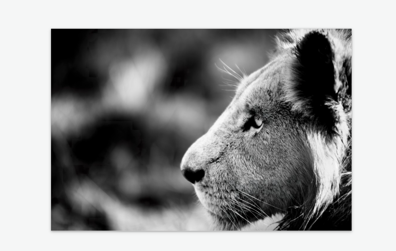 majesty - lion wall art print acrylic.png