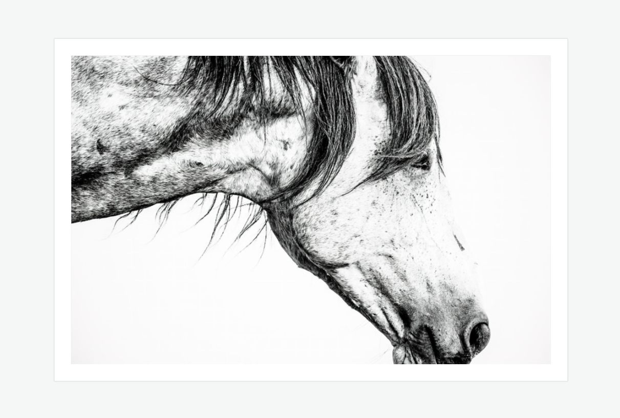 untamed - wild horse wall art print.png