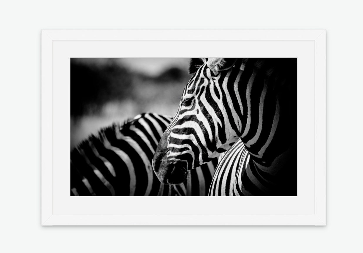 towards the light - zebra wall art print framed white.png