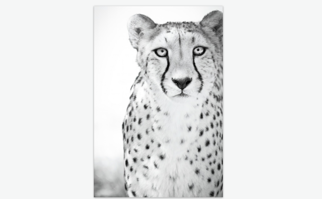 A Cheetah's Grace