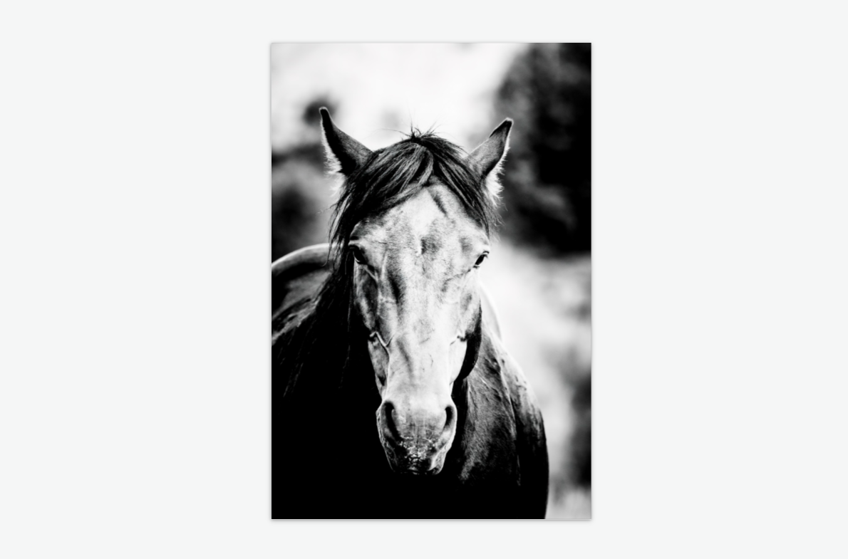 The Sentinal - wild stallion wall art print acrylic.png
