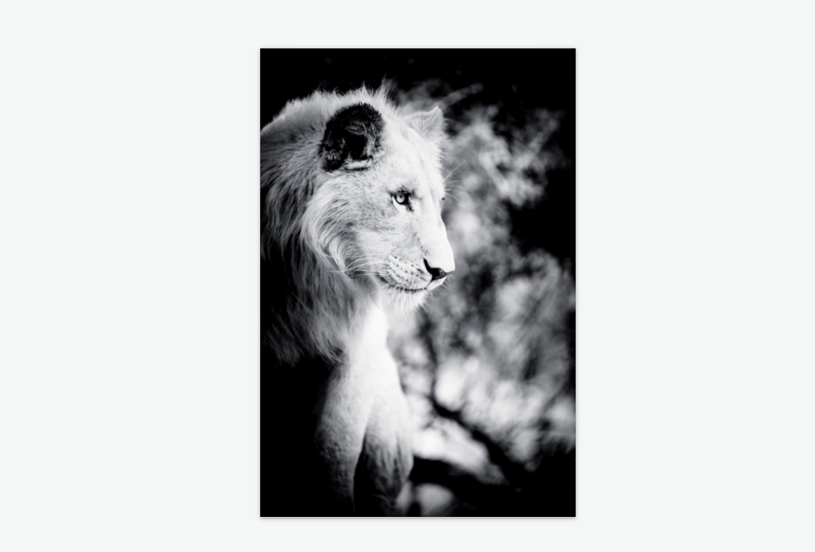 king of the plains - lion wall art print acrylic.png