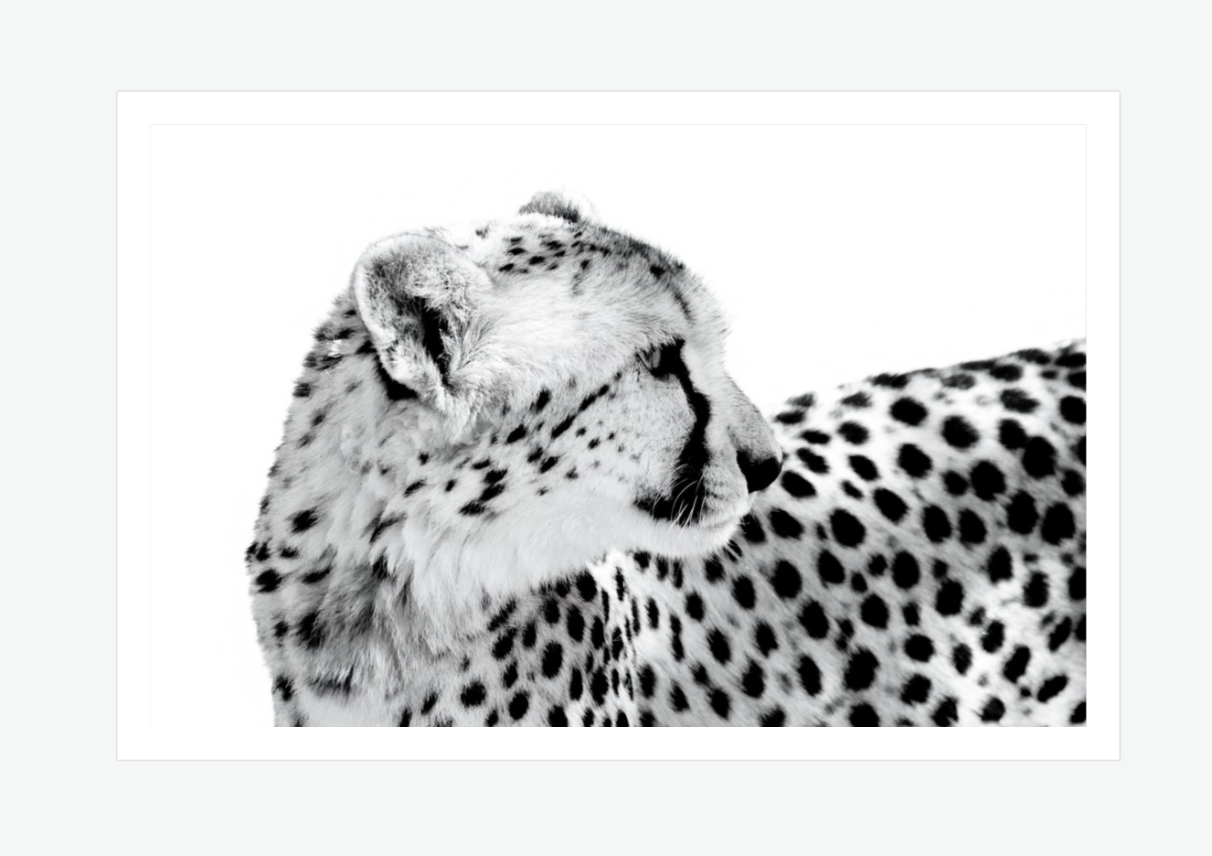 Whispers of Speed - Cheetah fine art photography print.png
