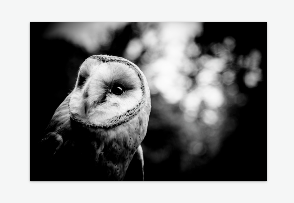 Silver and shadow - barn owl wall art print acrylic.png