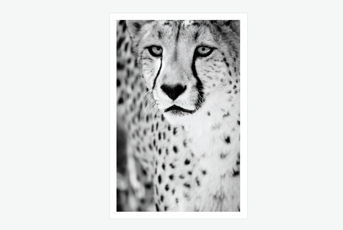 Born for the horizon - cheetah wall art print.png