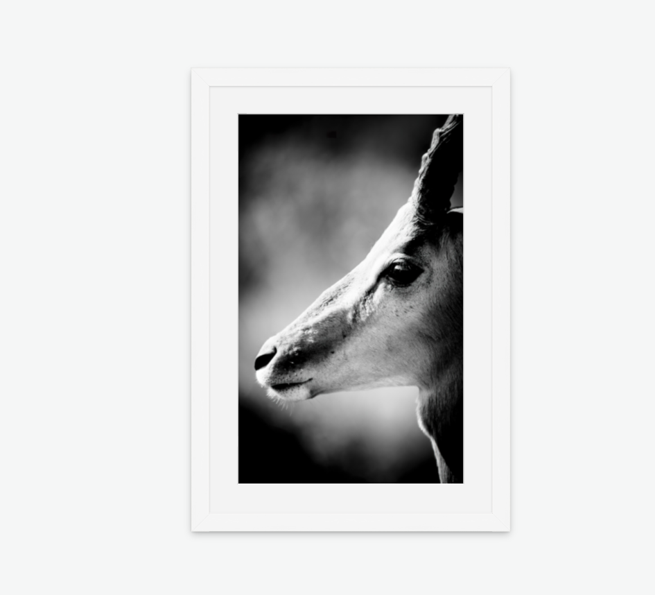 the watchman - wildlife wall art print framed white.png