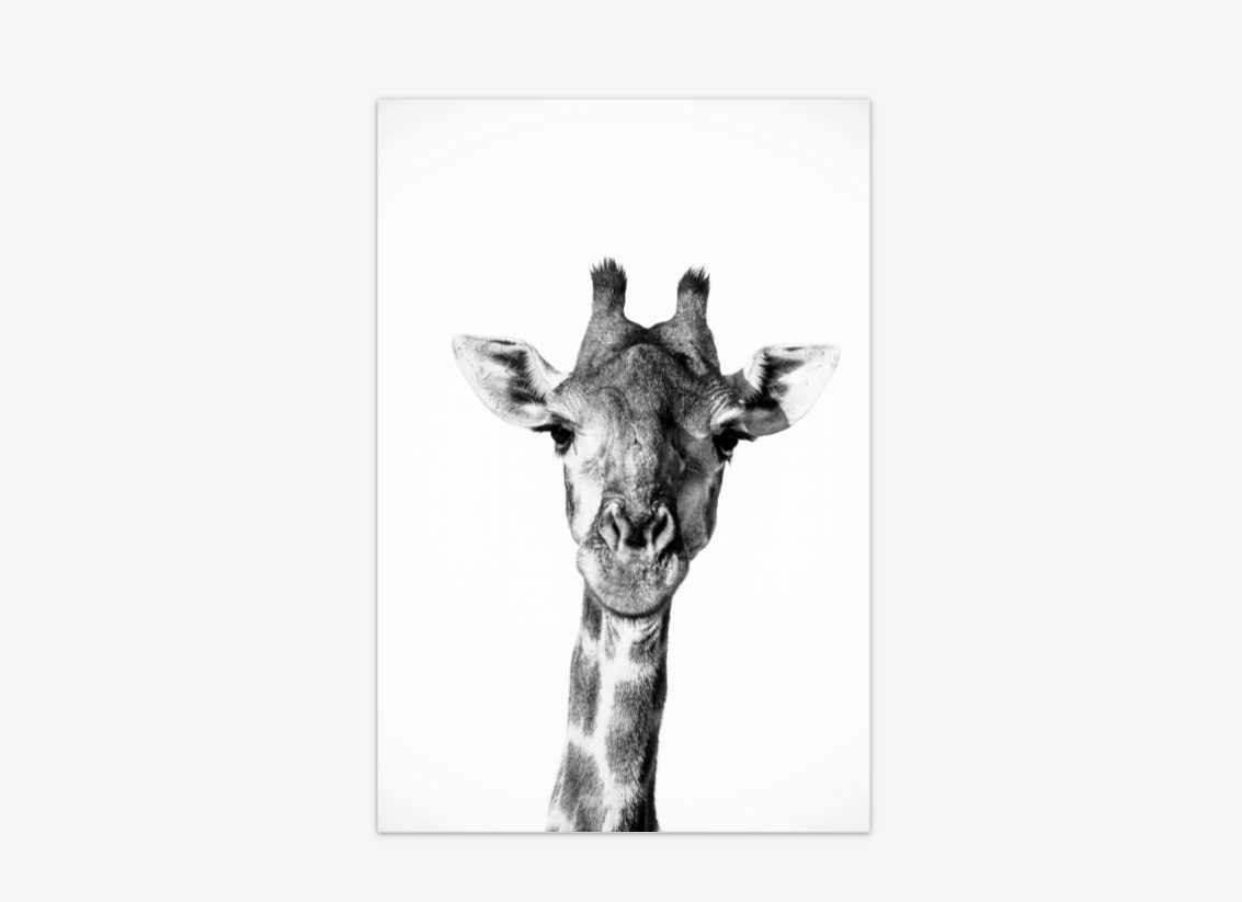 Timeless grace - giraffe wall art print acrylic.png