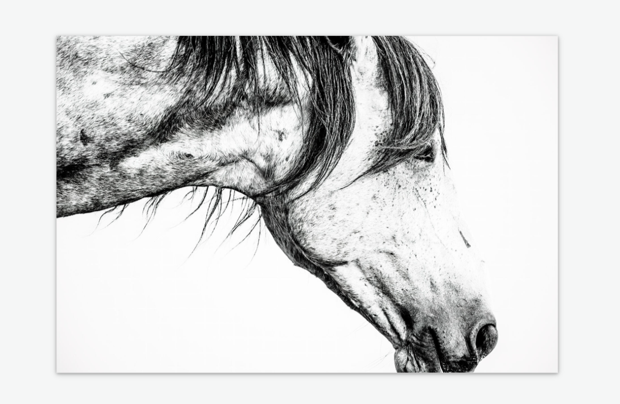 untamed - wild horse wall art print acrylic.png