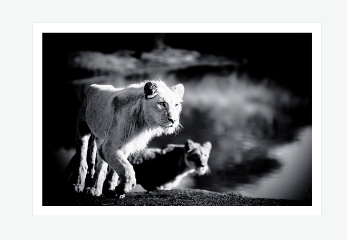 Dangerous Duo - lion wall art prints .png