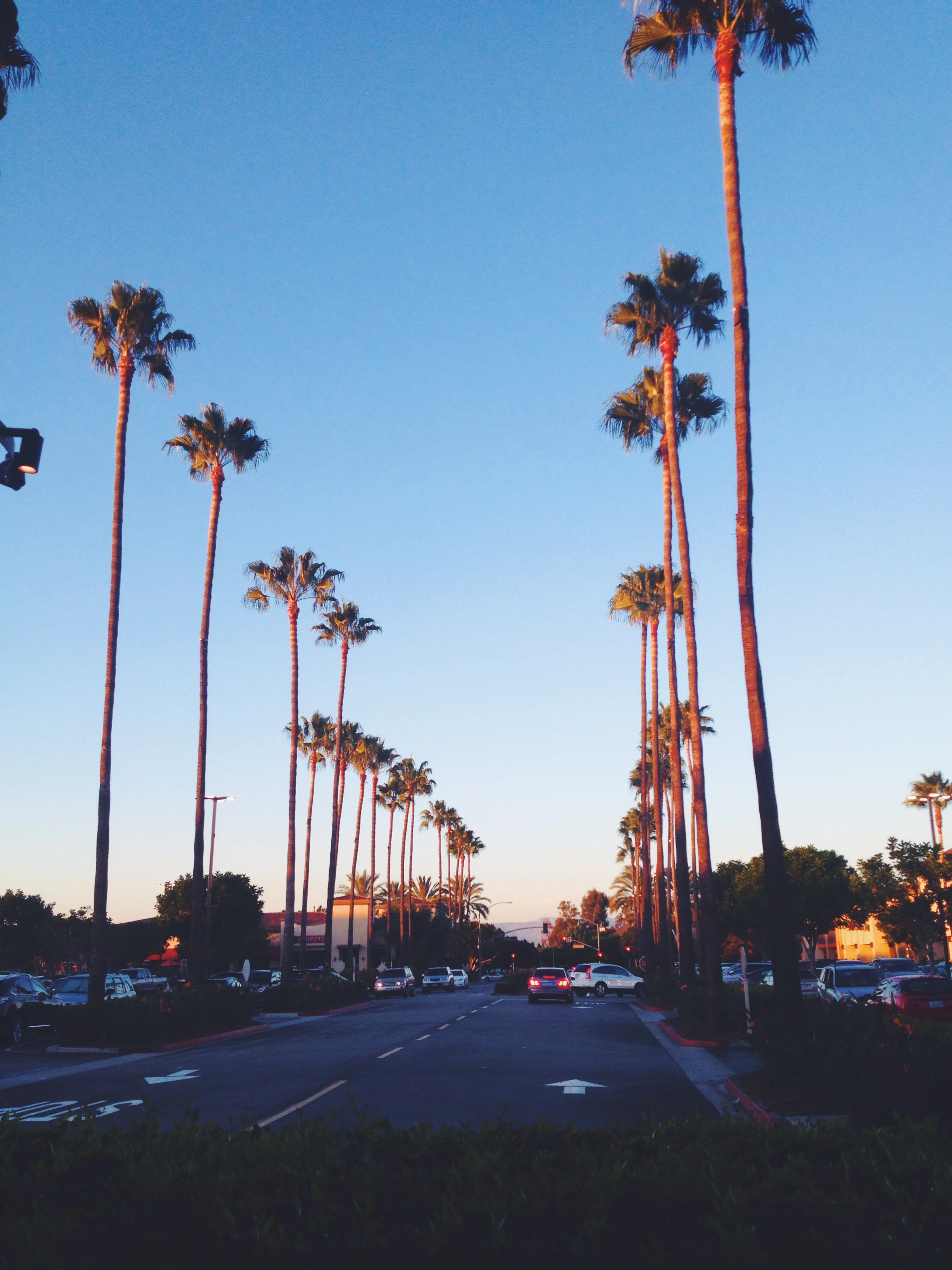 In love with palm trees!