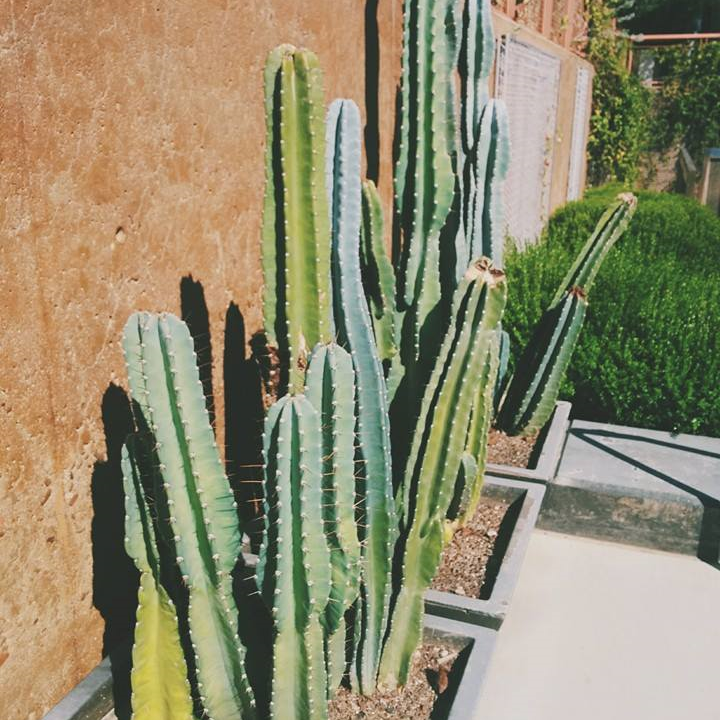 cactus.jpg