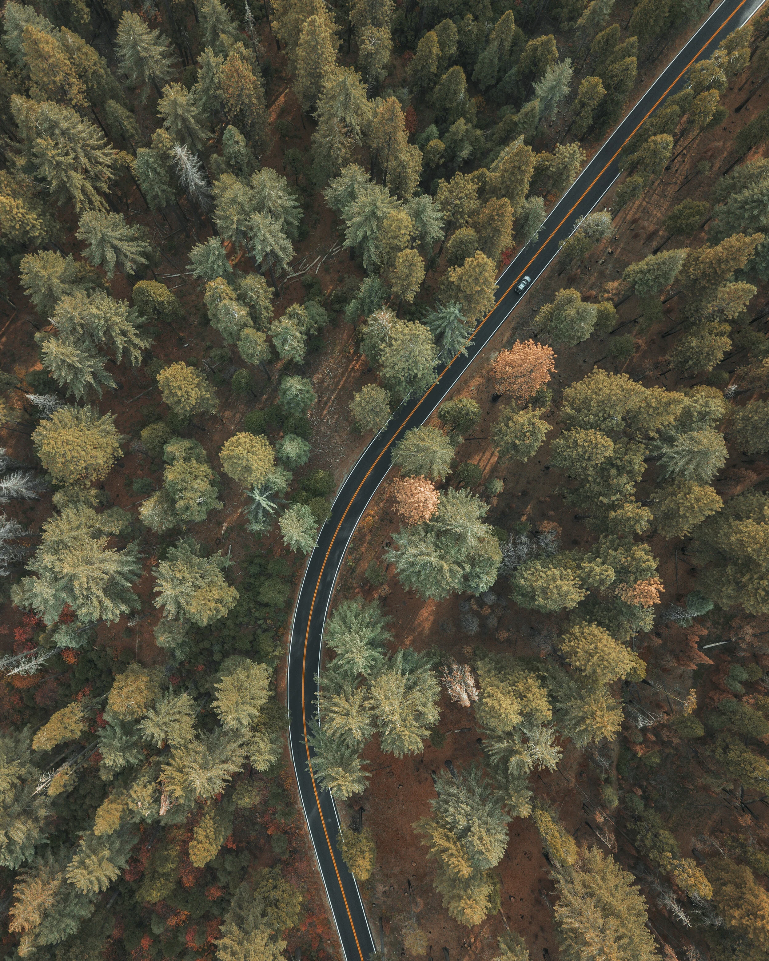 Giant Sequoias, California 