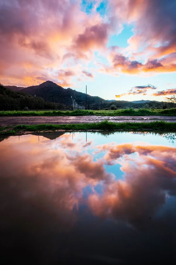 Vineyard Sunset Scene
