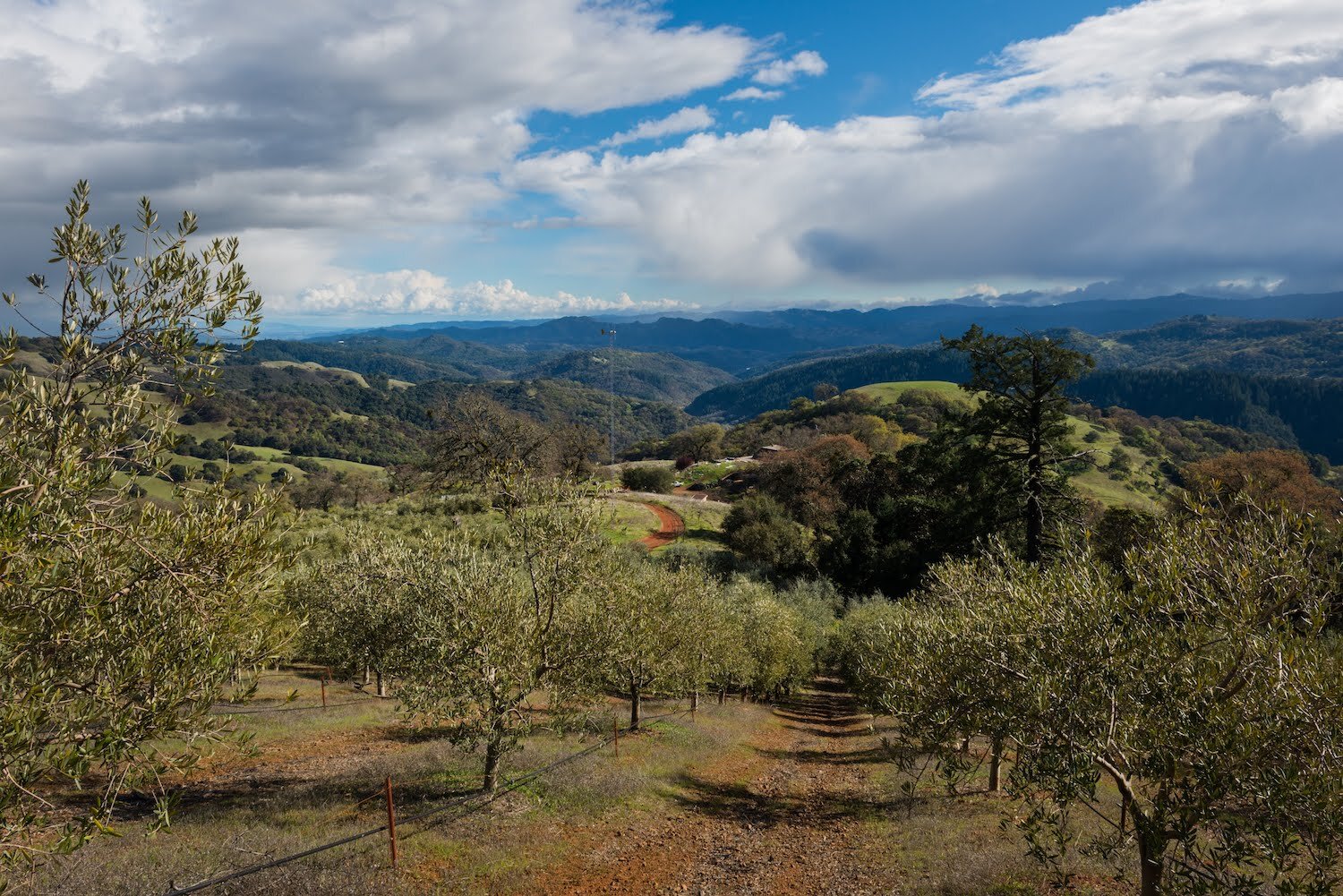 Overview of our olive orchard 