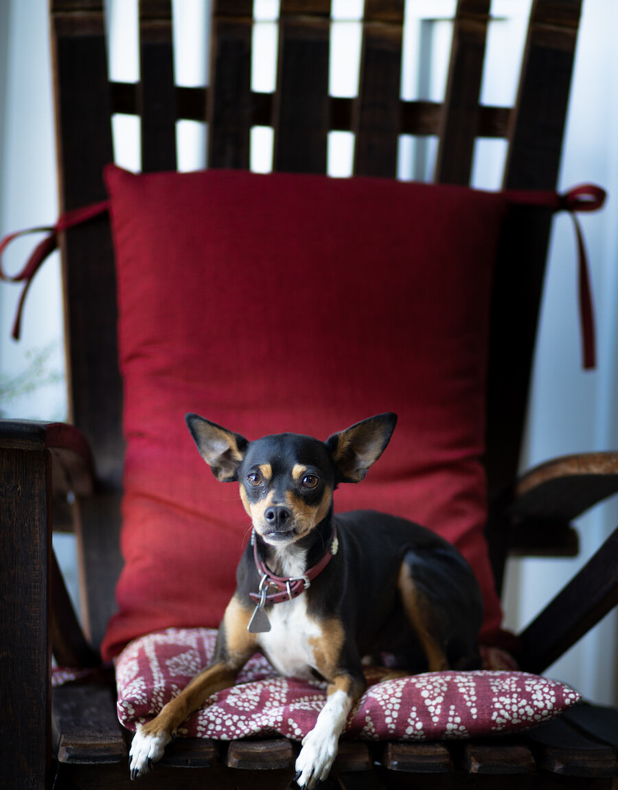 toby in chair.jpg