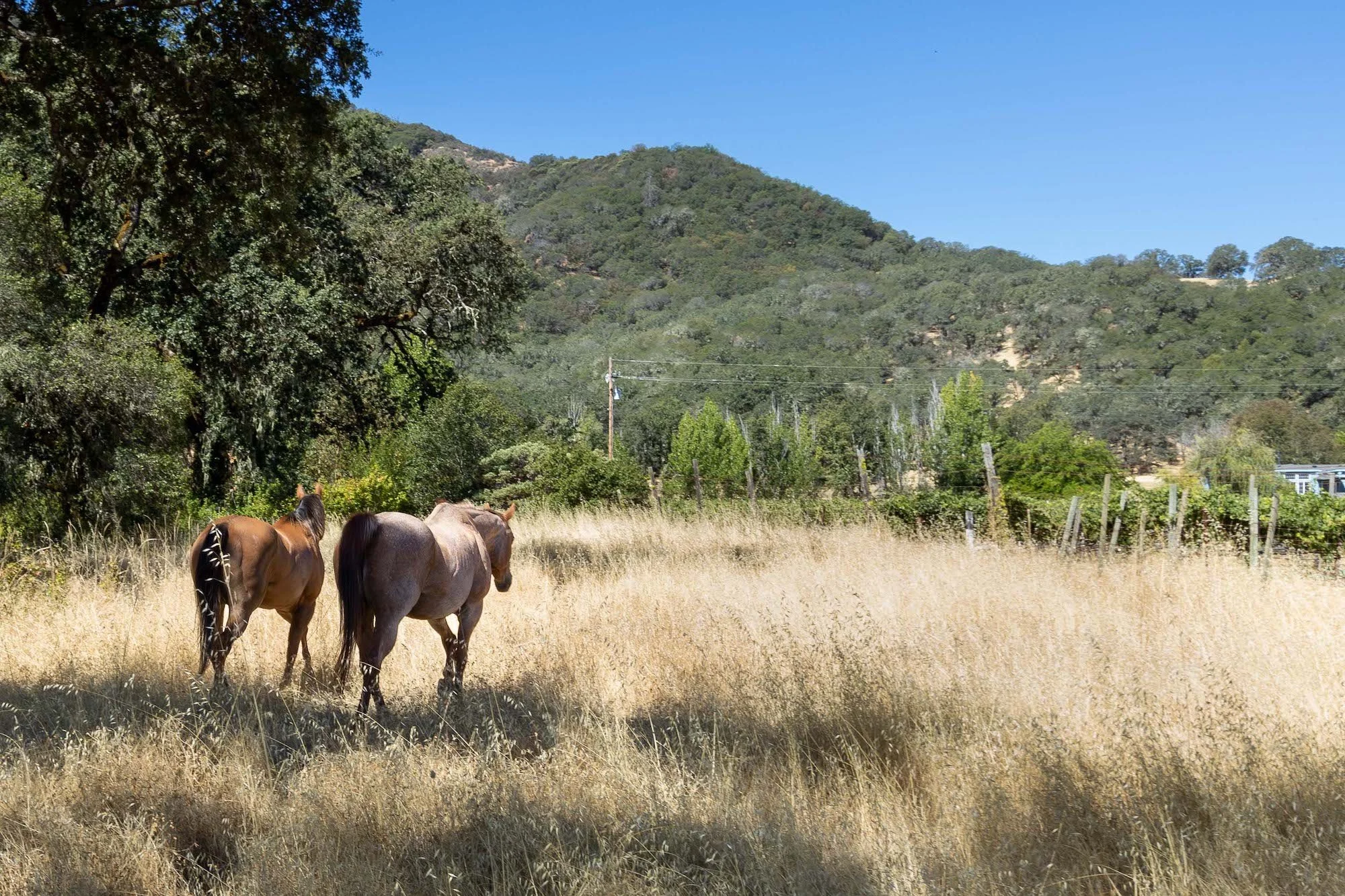 horses walking together.jpg