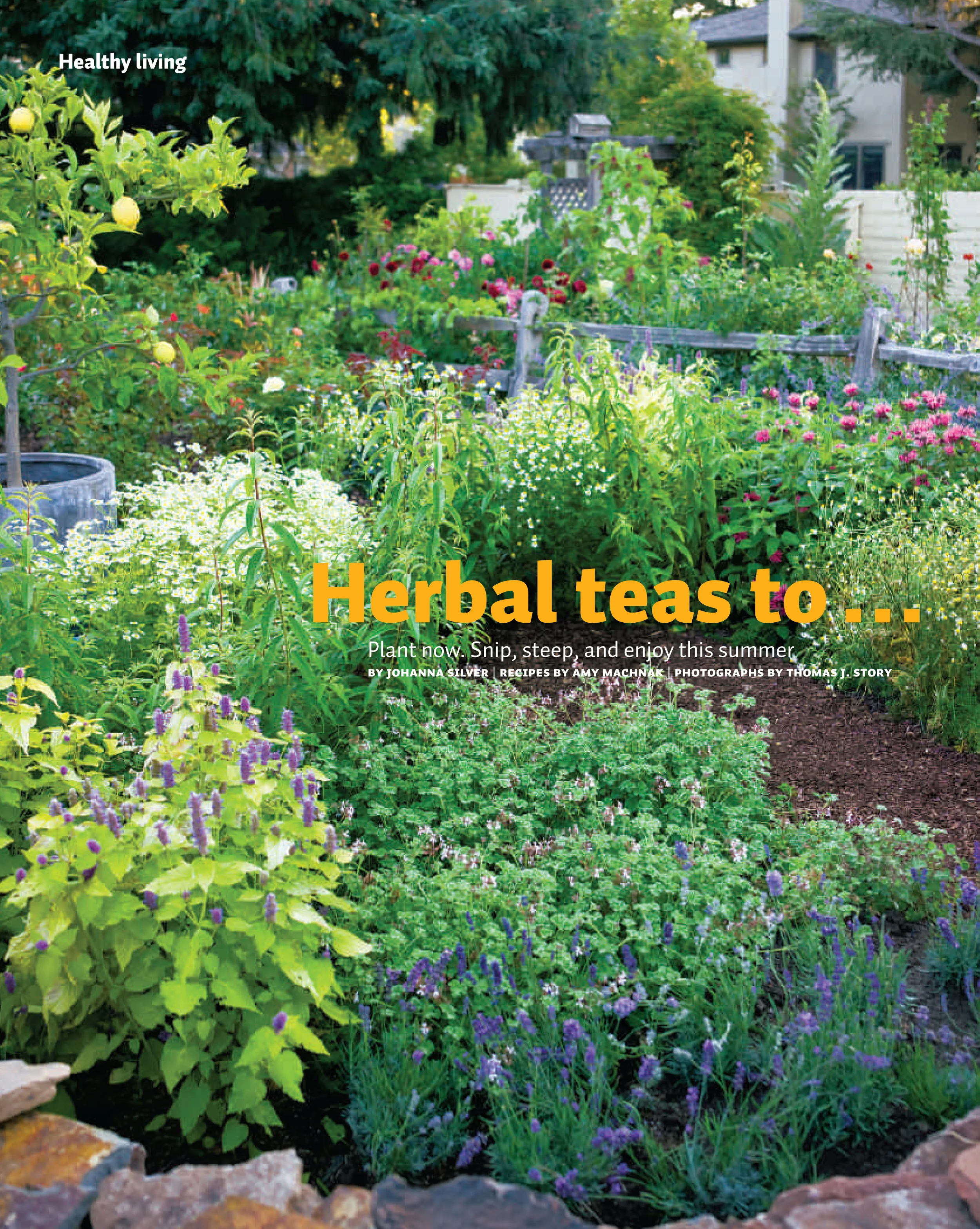 FAM0411H_HerbTeas-1.jpg