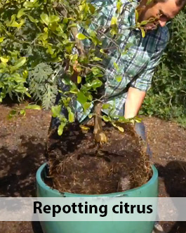 citrus.jpg