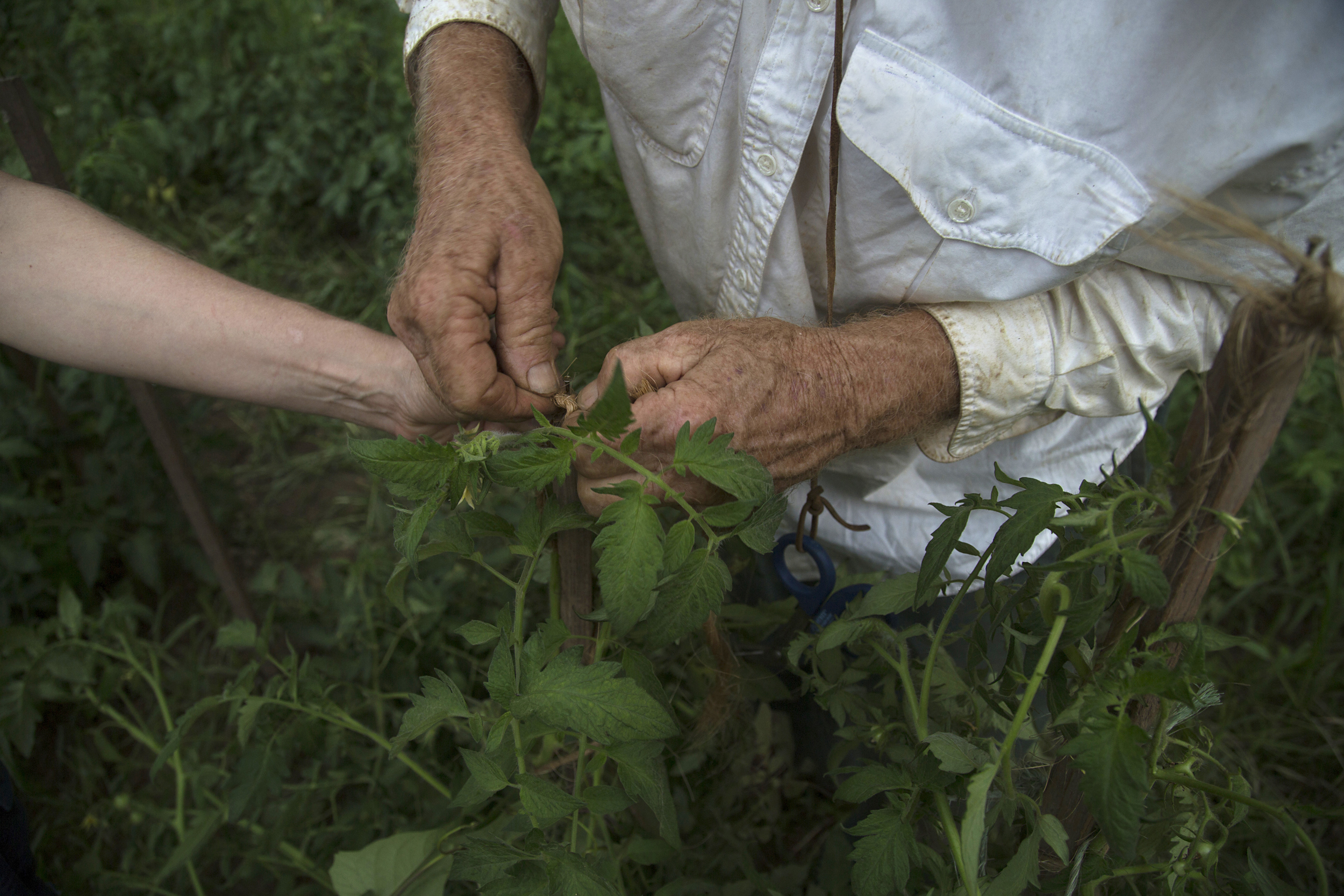 Dad and I staking tomatoes 3.jpg