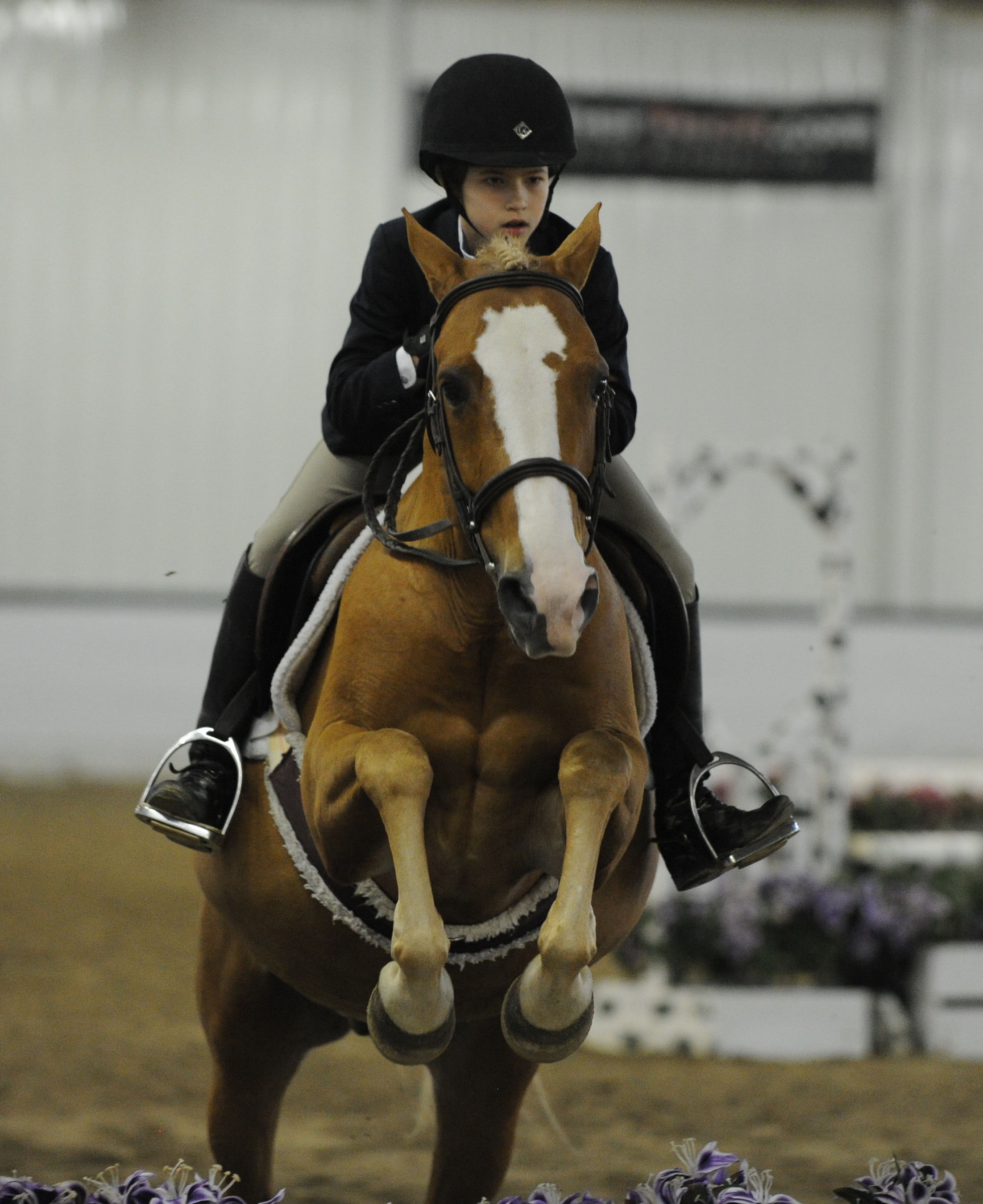 Congratulations Quail Run Equestrian Centre on your purchase of Mirror Image! We are so thrilled that he will continue to teach young equestrians!