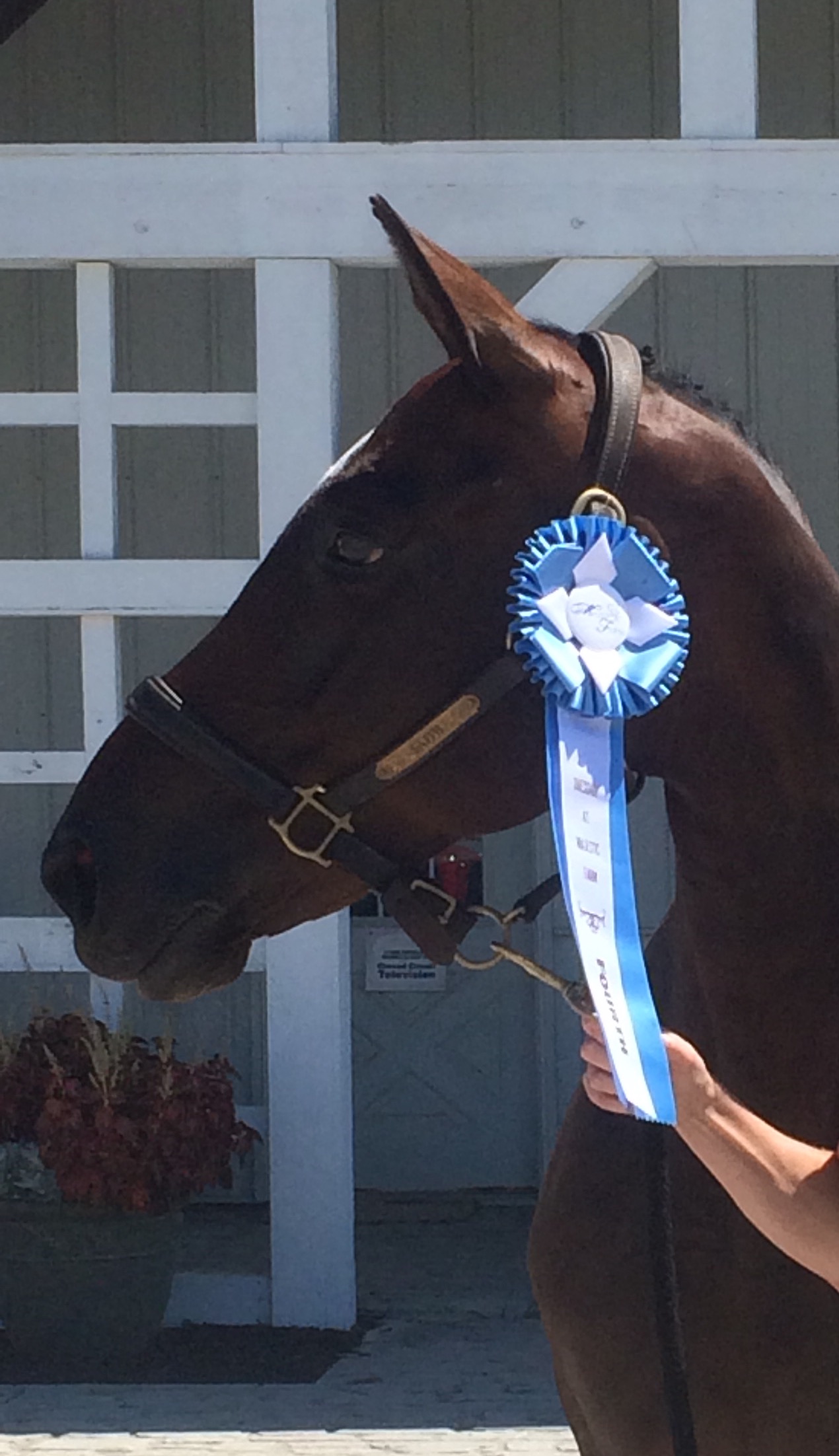 Congratulations Gail Kellberg and Sheila Brown on your purchase of Leep of Faith! Thank you Jennifer Grant for helping us find this beautiful mare to continue Gail and Sheila's riding.