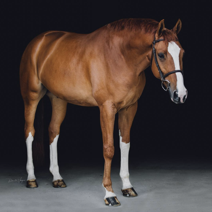 Congratulations Zoe Craft on your new horse, Arbor Hill!