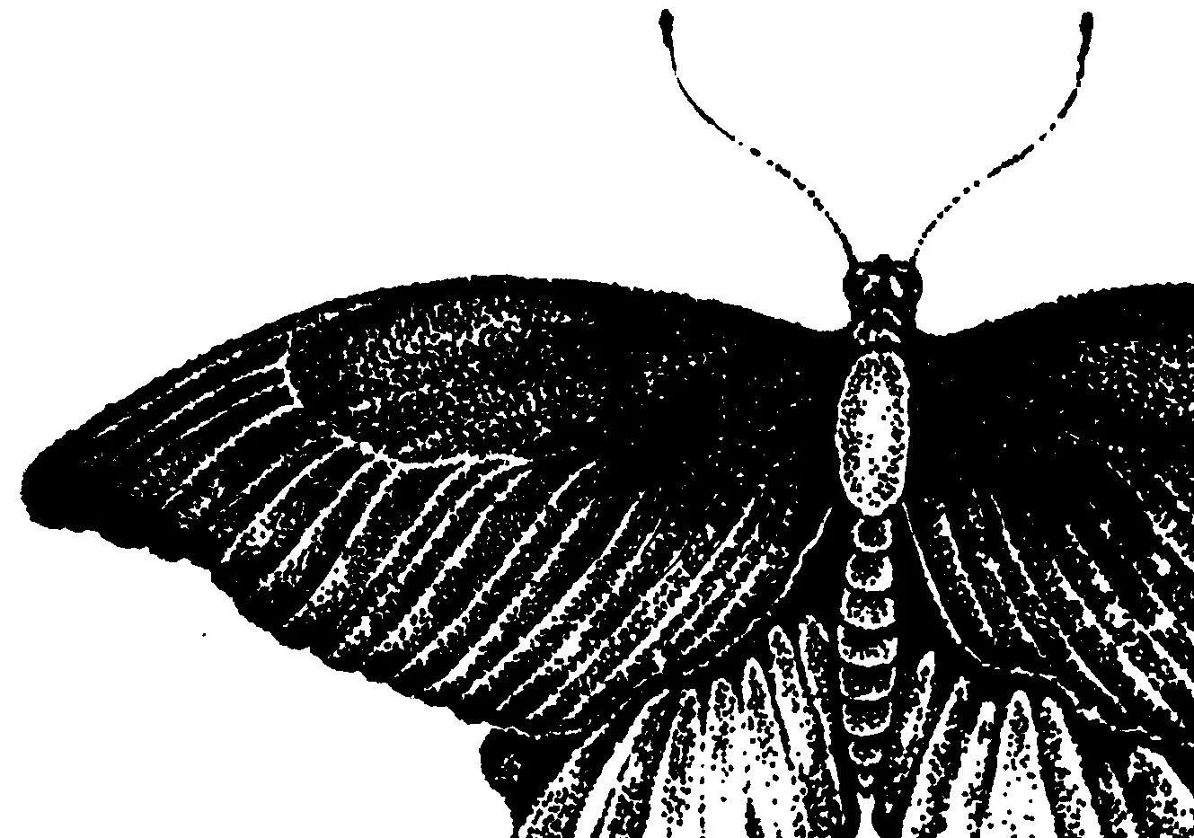 black butterfly 2.jpg