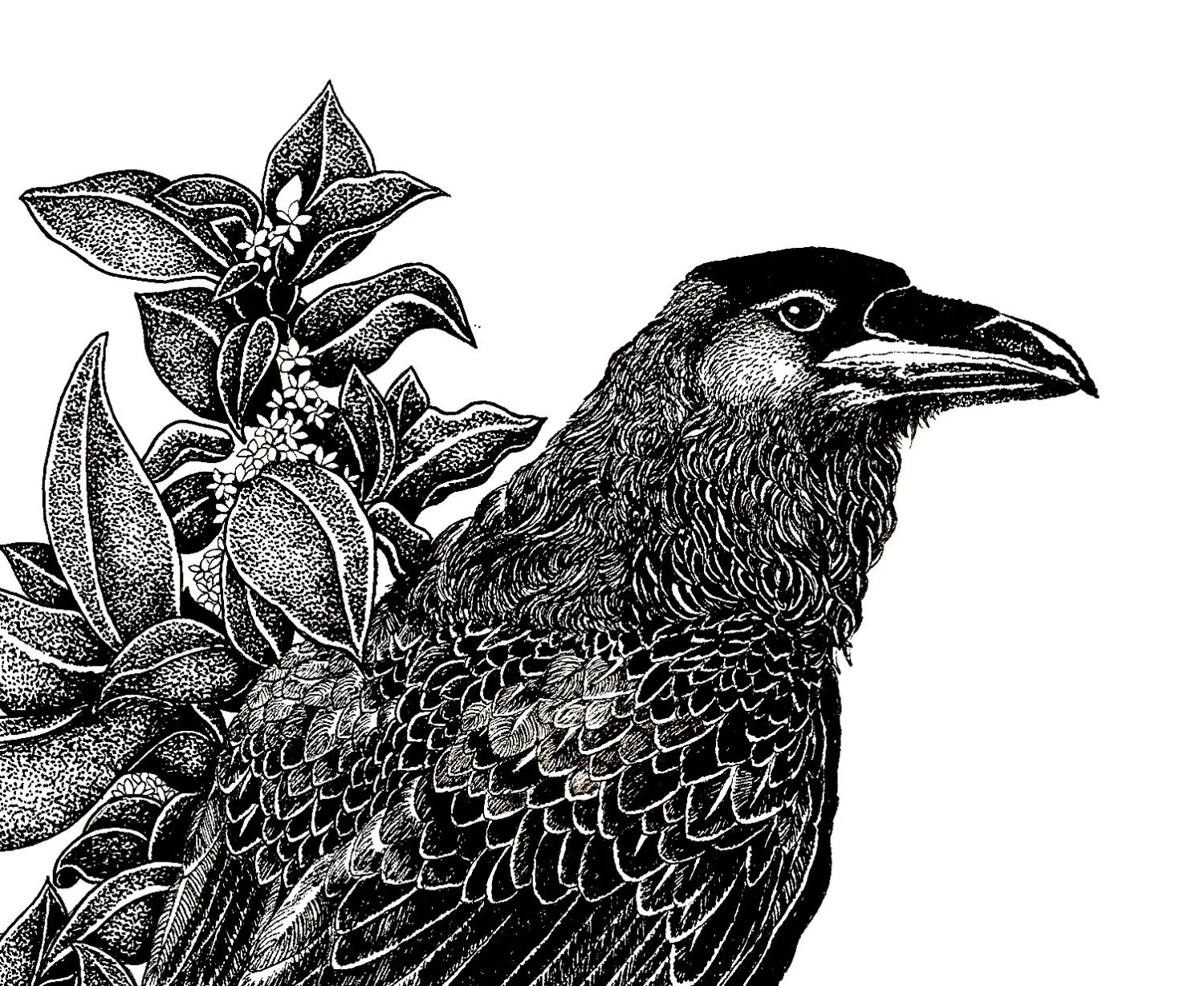 raven3.jpg