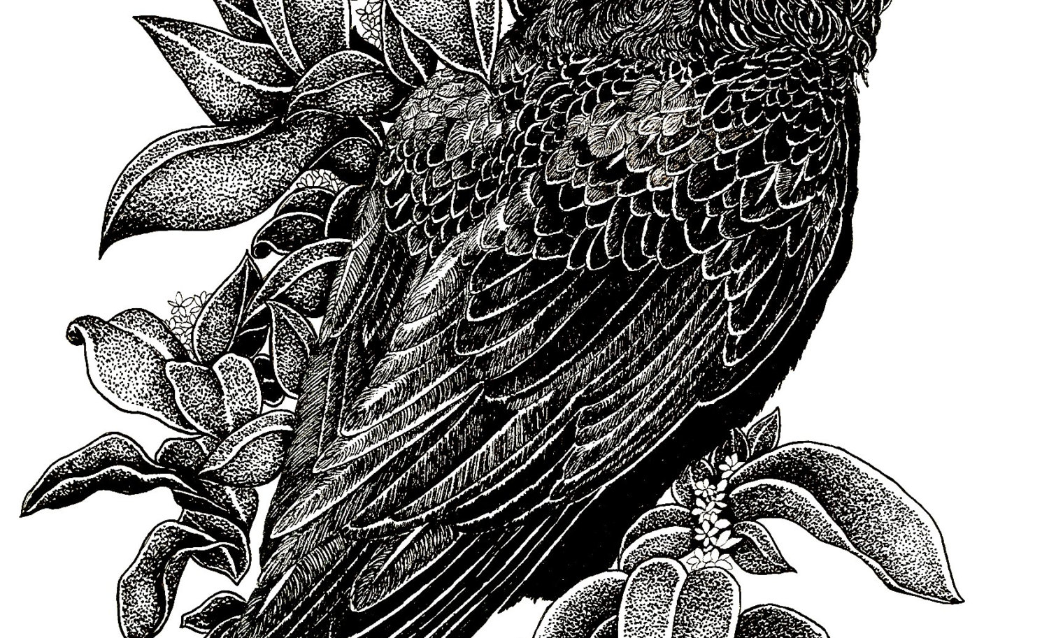 raven2.jpg