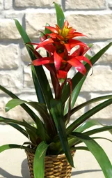 largebromeliad.jpg