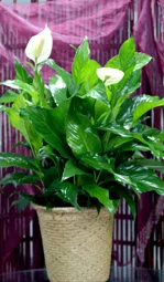 largepeacelilly.jpg