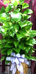 baby pineapple plant sugarloaf comosus bromeliacea live tree garden decor Sugarloaf Pineapple Plant