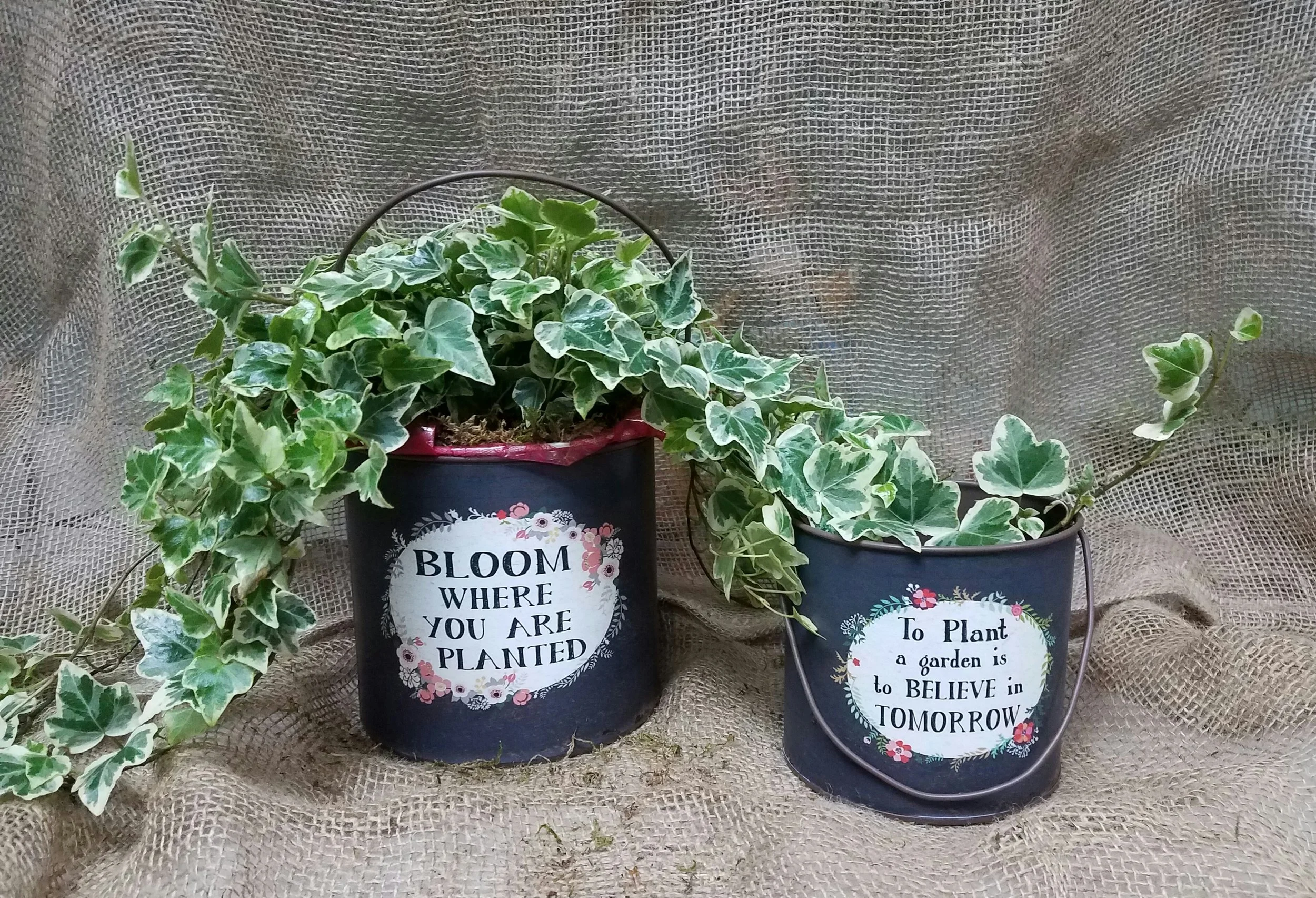 MD POTTED PLANTS.JPG