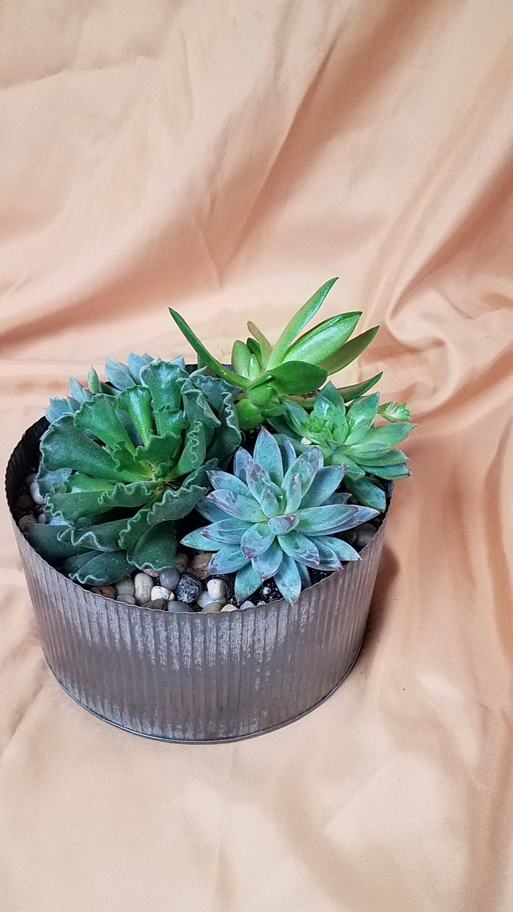Call to Order - Succulent Garden  Orchard Hills Floral & Gifts