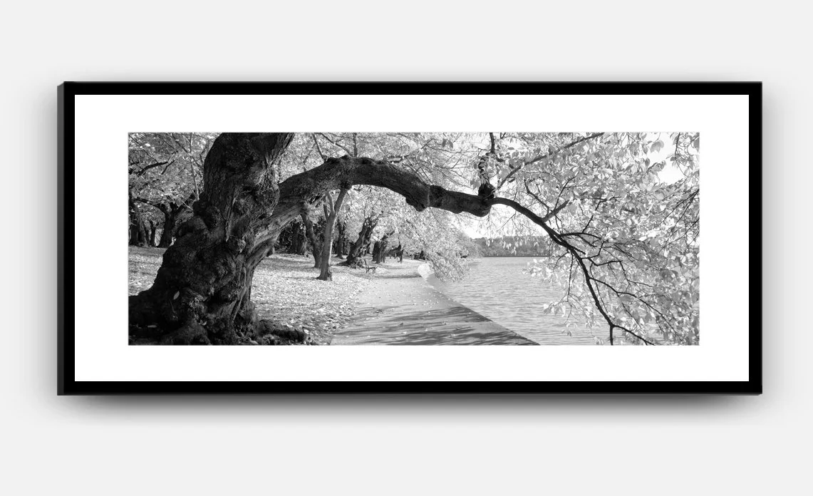 ShopFrame-20x46-Tidal-Basin-Cherry-Tree.jpg