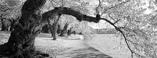 Tidal-Basin-Cherry-Tree.jpg