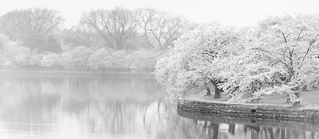 Tidal-Basin-Morning-Blossoms.jpg