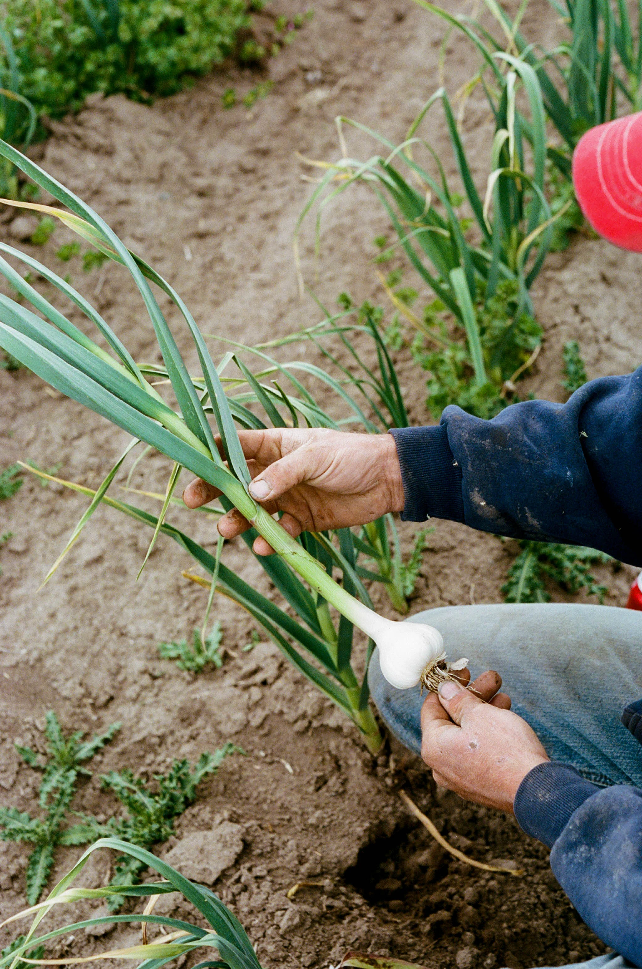 Casad Family Farms