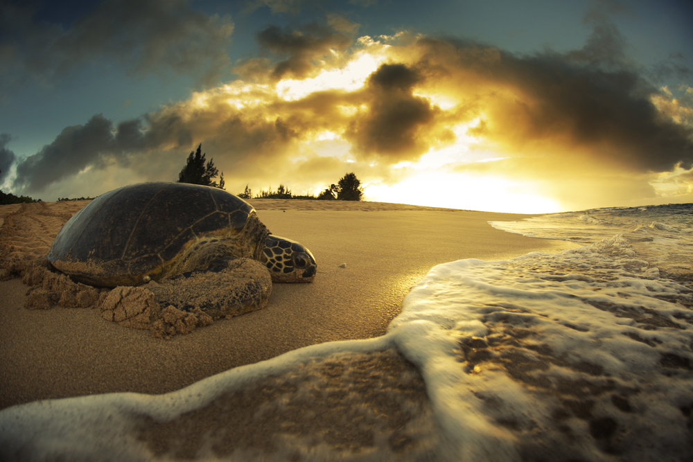 North Shore, Oahu