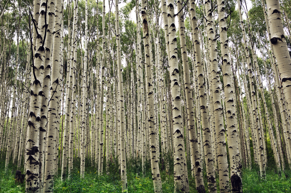 Colorado