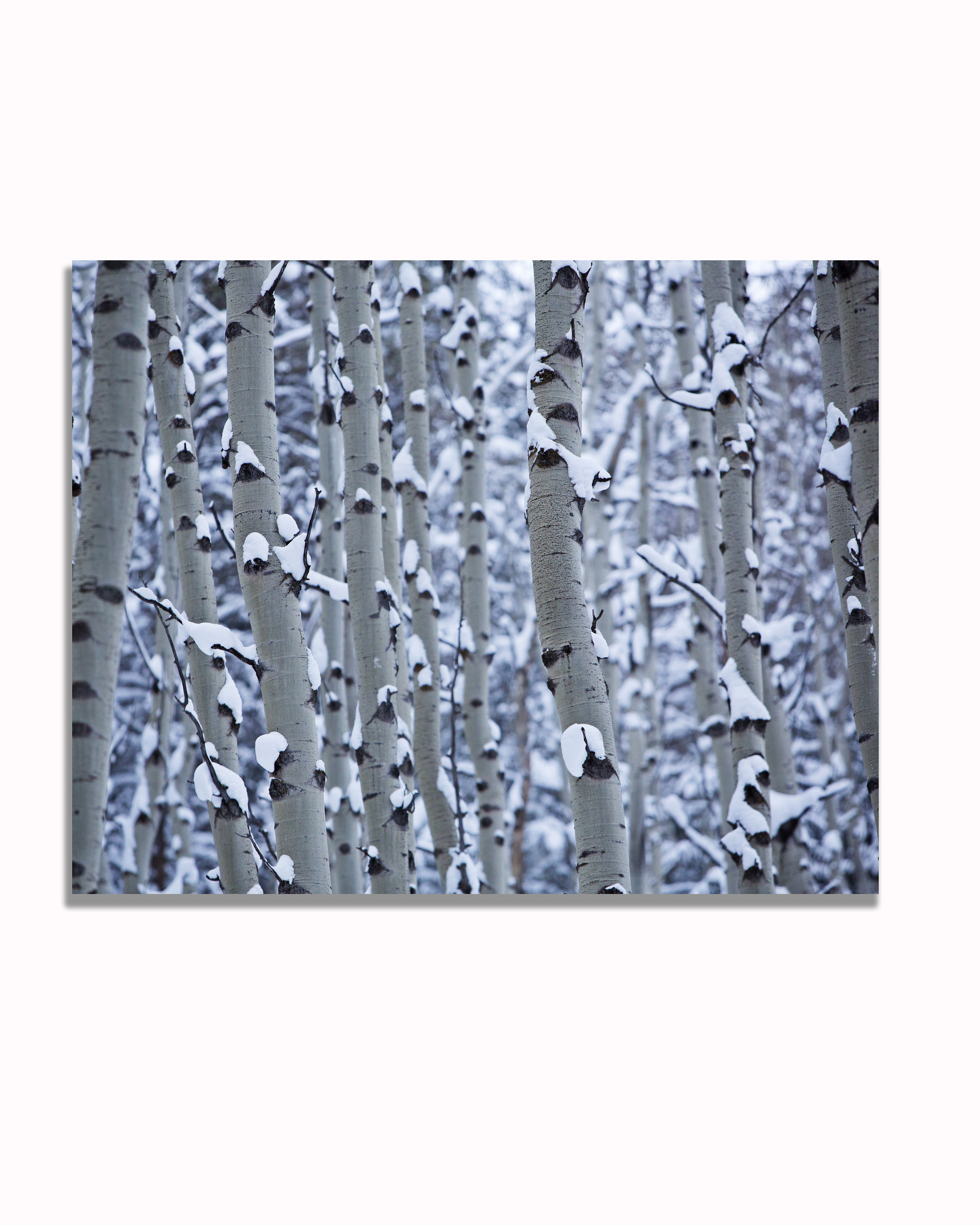 Aspen_Snow_11x14.jpg
