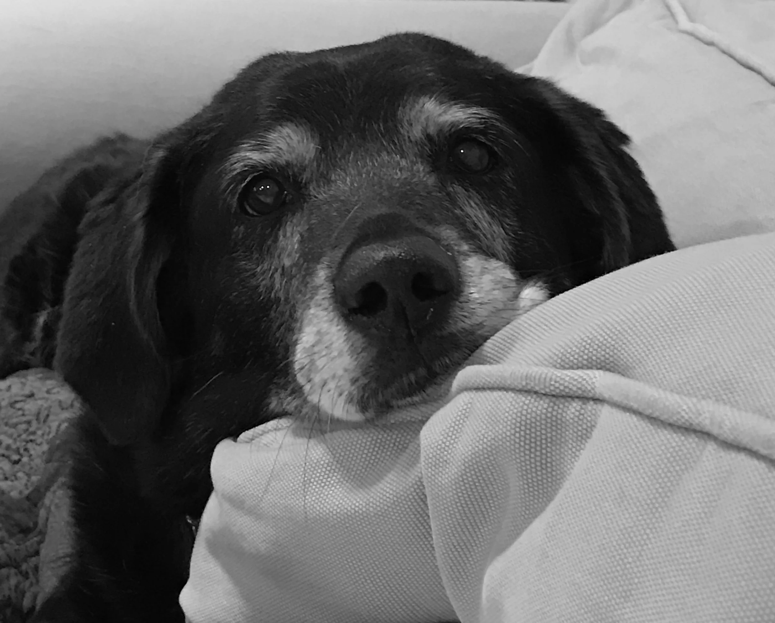 Providing for Pets Through Trusts